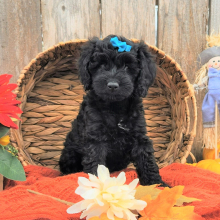 Cockapoo Puppy Neesa