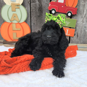 Cockapoo Puppy Neesa