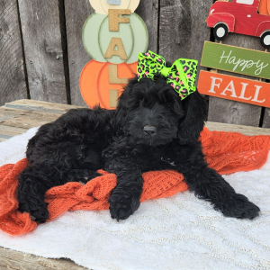 Cockapoo Puppy Neesa