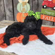 Cockapoo Puppy Neesa