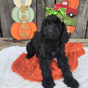 Cockapoo Puppy Neesa