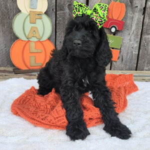 Cockapoo Puppy Neesa
