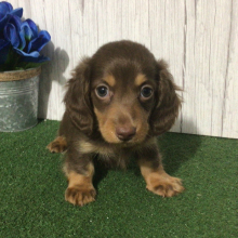 Dachshund Puppy Goby