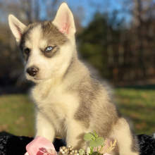 Pomsky Puppy Latte