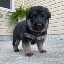 German Shepherd Dog Puppy Larry
