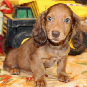 Dachshund Puppy Atlus