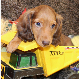 Dachshund Puppy Atlus