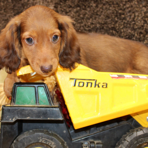 Dachshund Puppy Atlus