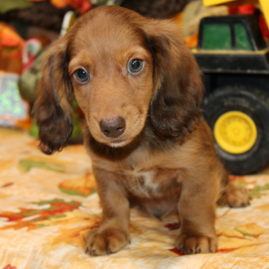 Dachshund Puppy Atlus