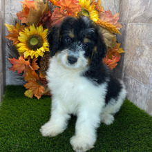 Bernedoodle Puppy Exodus