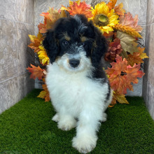 Bernedoodle Puppy Exodus