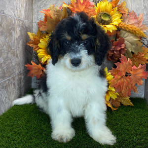 Bernedoodle Puppy Exodus