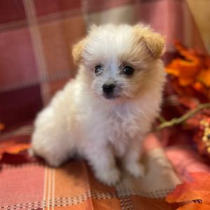 Havapom Puppy Bella