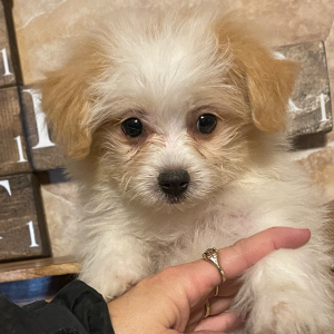 Havapom Puppy Bella