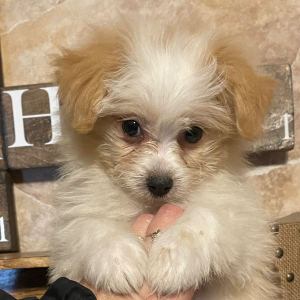 Havapom Puppy Bella