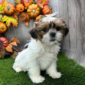 Shih Tzu Puppy Sherman