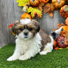 Shih Tzu Puppy Sherman
