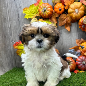 Shih Tzu Puppy Sherman