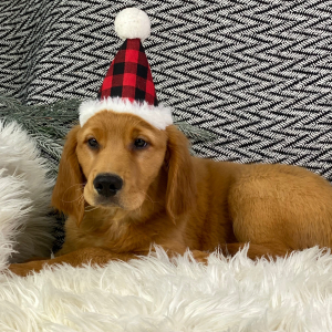 Golden Retriever Puppy Maggie