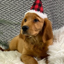 Golden Retriever Puppy Maggie