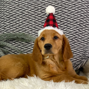 Golden Retriever Puppy Maggie