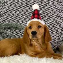 Golden Retriever Puppy Maggie