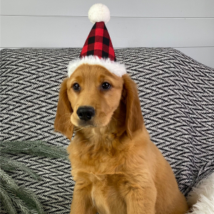 Golden Retriever Puppy Maggie