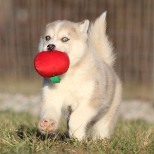 Pomsky Puppy Oliver