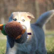 Pomsky Puppy Oliver