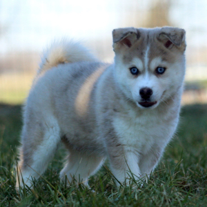 Pomsky Puppy Oliver