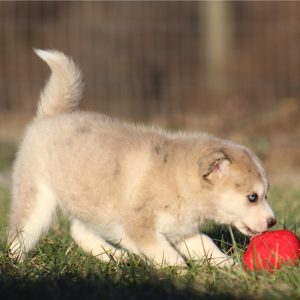 Pomsky Puppy Oliver