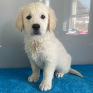 Golden Retriever Puppy Nash