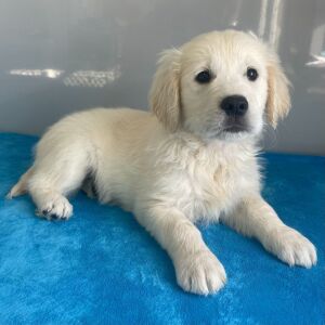 Golden Retriever Puppy Nash