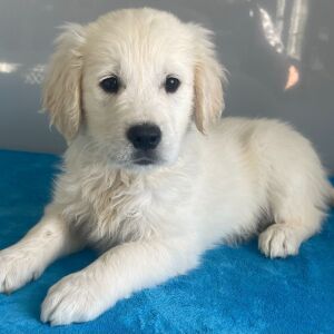 Golden Retriever Puppy Nash