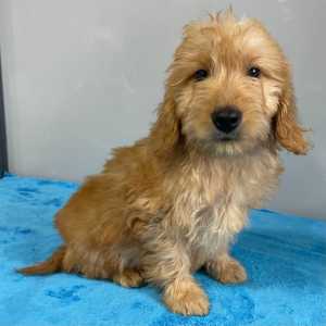 Goldendoodle Puppy Vance
