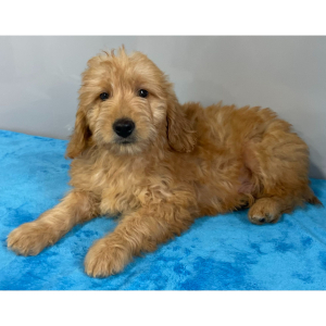 Goldendoodle Puppy Vance