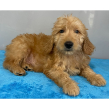 Goldendoodle Puppy Vance