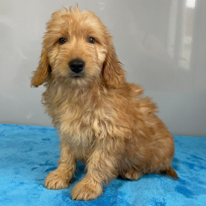 Goldendoodle Puppy Vance