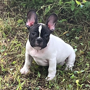 French Bulldog Puppy Earnie