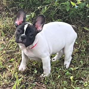 French Bulldog Puppy Earnie