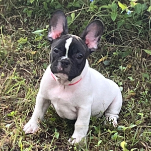 French Bulldog Puppy Earnie