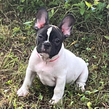 French Bulldog Puppy Earnie