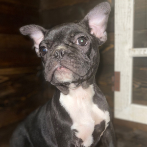 French Bulldog Puppy Jolie