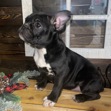 French Bulldog Puppy Jolie