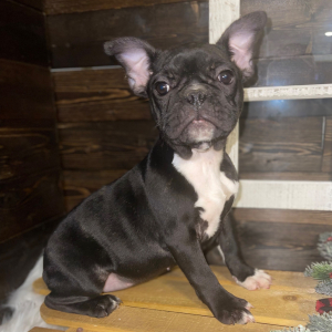 French Bulldog Puppy Jolie