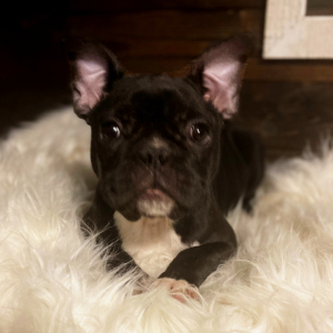 French Bulldog Puppy Jolie