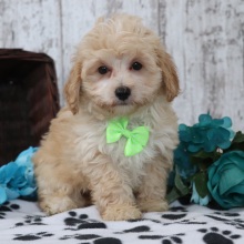 Maltipoo Puppy Harry
