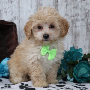 Maltipoo Puppy Harry