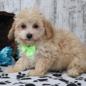 Maltipoo Puppy Harry