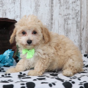 Maltipoo Puppy Harry